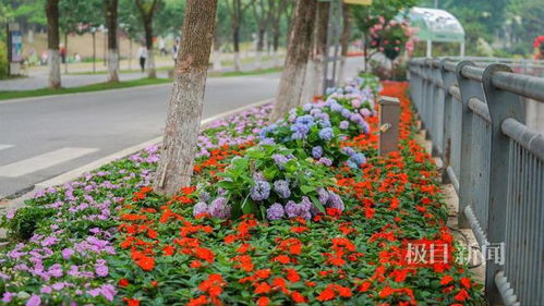 观奇花,学园艺 上千种花卉怒放世界花园大会