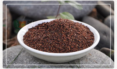 蓝香芥种子丨工程绿化种子丨花坛花境种子丨花境镶边花籽丨庭院花卉种子