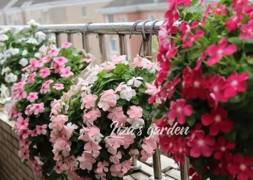 5种可以吊起来养的花,不占地还爱开花