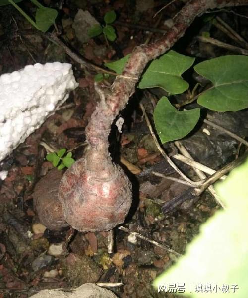 何首乌也能盆里养 花友大哥种出精品货,邻居朋友眼馋流口水