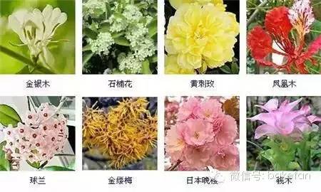 非常全哦200多种花卉图谱,喜欢花的朋友可以收藏