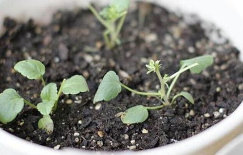 适合秋季播种的3种花,来年花开满盆