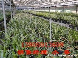 精品 桃红荷瓣 种子苗就这1组 花谢了