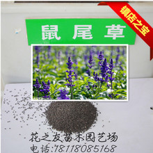 【沭阳花之友苗木园艺场】 - 公司产品大全