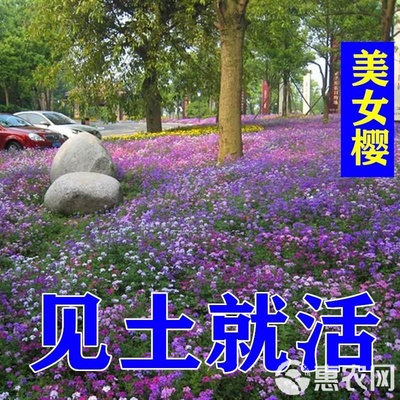 美女樱种子 路边花草多年生四季花卉植物种子矮花子美女樱室外草花绿化花种籽