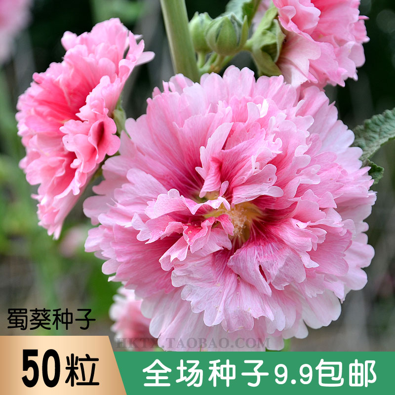 夏天和红色更配,这几种红色系的花卉植物,家里养一盆红艳艳