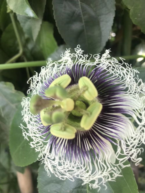 结绿色果子的花是哪种植物