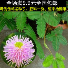 【害羞草种子】最新最全害羞草种子 产品参考信息