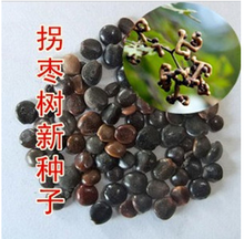 【拐枣果树苗】最新最全拐枣果树苗 产品参考信息