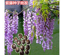 植物种子批发产品库