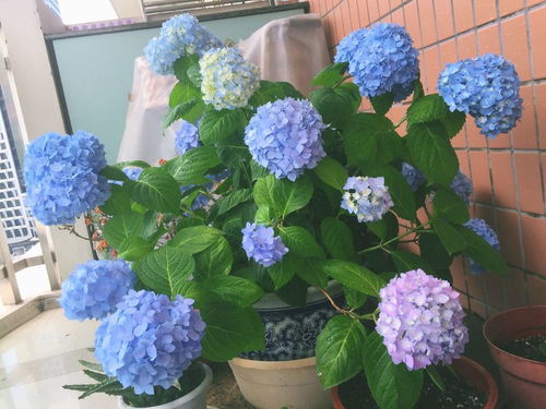 养花试试这几款,随便剪下几根枝条,插土里很快会长出新的叶子