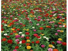 百日草种子批发播种技术|花卉种子|花卉盆景|供应信息|597苗木网