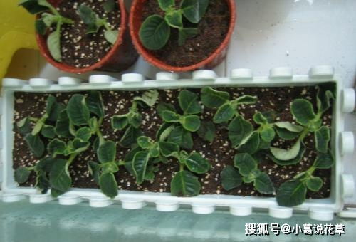 3种漂亮花,生命力顽强,叶子沾土就能生根发芽,成活率极高