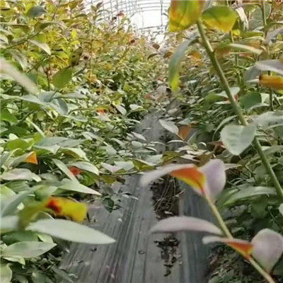 北村蓝莓苗精心培育 江苏蓝莓苗