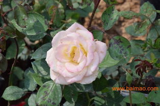 青岛花卉哪家好 室内花卉出租公司 花卉租摆价格,青岛花卉哪家好 室内花卉出租公司 花卉租摆价格生产厂家,青岛花卉哪家好 室内花卉出租公司 花卉租摆价格价格