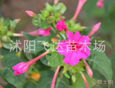 【紫茉莉批发紫茉莉种子花卉种子胭脂花卉易种植园林绿化植被】沭阳飞达苗木场 - 产品库