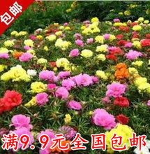 【松叶牡丹种子】_绿植园艺价格_最新最全绿植园艺返利优惠_一淘网