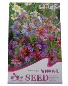 锦萱 花仙子系列 智利喇叭花种子 大花牵牛种子 牵牛花种子 家庭种植实用装 阳台盆栽花卉种子 庭院花种子 【锦萱】 价格 报价 图片 - 亚马逊中国