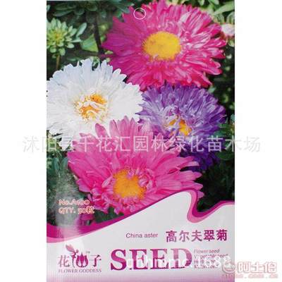 【阳台盆栽花仙子花卉种子高尔夫翠菊种子庭院花卉种子】沭阳县千花汇园林绿化苗木场 - 产品库