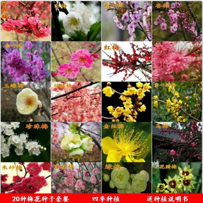 红梅腊梅梅花种子 花卉种子 盆栽庭院四季种室内阳台四季播耐寒