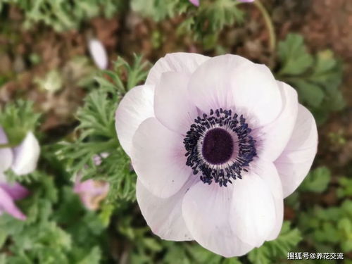 早春时节花朵开得最是旺盛的6种花卉,附详细养护指南