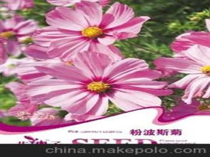 种子粉供应商,价格,种子粉批发市场 
