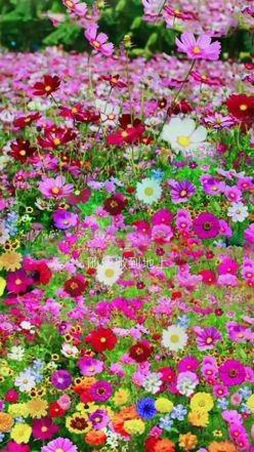 野花组合可以开成五颜六色的花海,50种花卉种子,花期从春天开到秋天