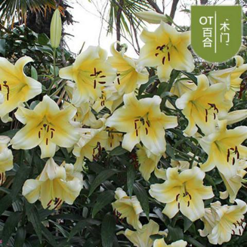 香水百合种球带芽百合花盆栽室内外花卉种子百合花苗绿植花卉盆栽l