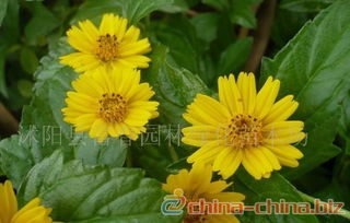 景观花卉种子,草花种子 野菊花,野菊花种子