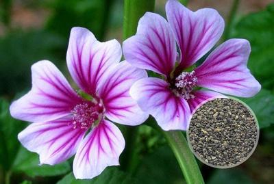 花卉种子收藏3种方法,知道怎么用吗