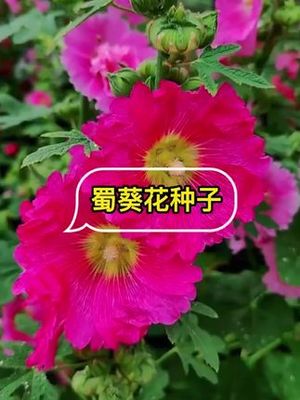 万能的重庆小面调料酱,炒菜拌面拌凉菜都是一绝