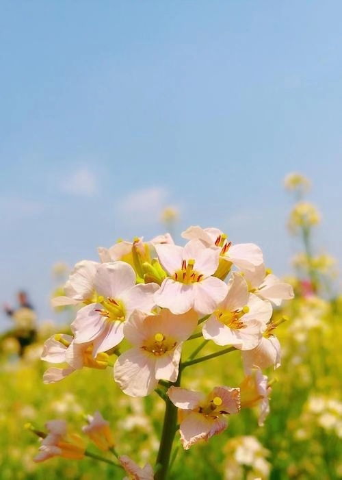 曲阜美丽月见草种子费用低诚信互利