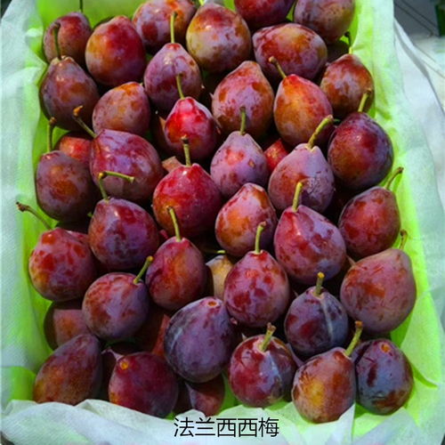 【恐龙蛋李子树苗零售价格】- 