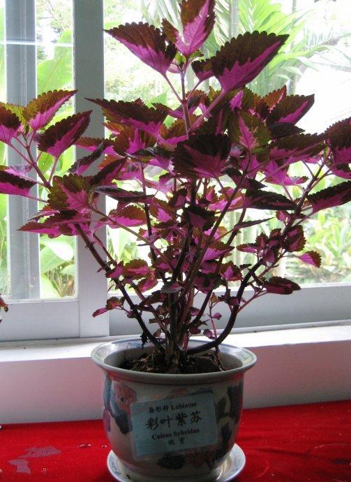 家里放上几盆这种花,感冒离你远远的