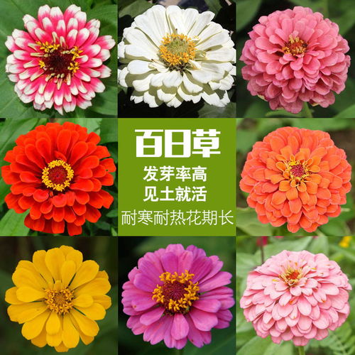 包发芽 百日草花种子四季易播步步高花卉种子景观花海百日菊花