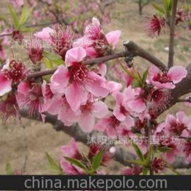 观叶花卉种子供应商,价格,观叶花卉种子批发市场 
