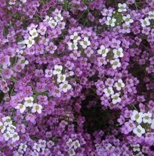 【香雪球种子】最新最全香雪球种子 产品参考信息