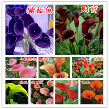 【园艺+花卉】-热销-精选-天猫tmall.com-上天猫,就购了