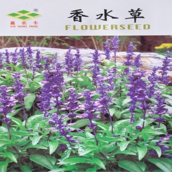 碧花槐 花草种子 花卉种子 雏菊,大槟菊 贝壳花 三叶草 孔雀草 鲜花绿植种子 花种 蓝精灵飞燕草【图片 价格 品牌 报价】-京东