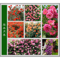 我要发芽 花卉种子 藤本月季花种子 蔷薇花种子 可盆栽 庭院种植 混装组合100粒/包【报价大全、价格、商铺】-苏宁易购开放平台
