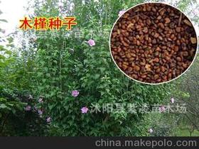 木槿种子供应商,价格,木槿种子批发市场 