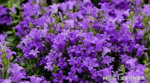 心理学 你会把自己比喻成哪种花 测有多少人想娶你回家