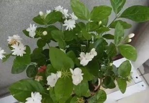 20种花卉养殖方法 送给爱养花的朋友 收藏起来