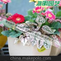 进口花种供应商,价格,进口花种批发市场 