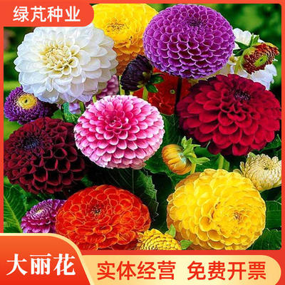 大丽花种子供应商