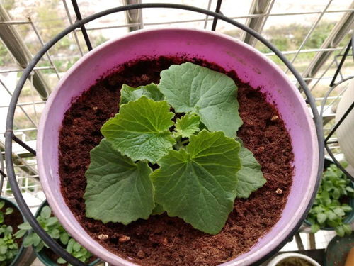 秋天就养这些花,1把种子撒土里,阳台开成小花海