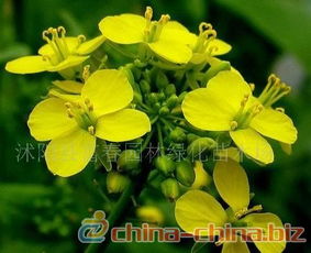 景观花卉种子 油菜 油菜花种子 油菜种子
