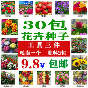 勿忘我花种