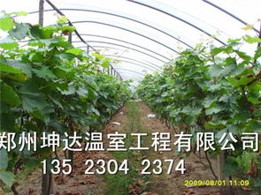 洛阳各种温室花卉种植大棚建设造价安装花卉大棚哪里好