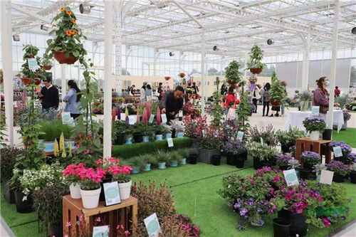450余种新优花卉集中亮相中欧花卉产业论坛暨新优品种展示会